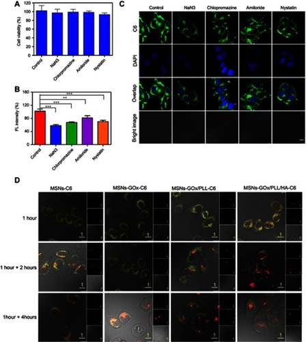 Figure 4 (A) Viability of HepG2 cells treated with different inhibitors. (B) Effects of inhibitors on endocytosis in HepG2 cells. Significant difference from control: **P<0.01, ***P<0.001. (C) Confocal microscope images of HepG2 cells after pre-incubated with different inhibitors. Scale bar: 10 μm. (D) Confocal microscope images of HepG2 cells for intracellular delivery of C6-labeled MSNs, MSNs-GOx, MSNs-GOx/PLL and MSNs-GOx/PLL/HA for different times. The late endosomes and lysosomes were stained by Lyso-Tracker red. 1: overlay of 1, 2 and 3; 2: green fluorescent of C6-labeled nanoparticles; 3: red fluorescent of endo/lysosomes; 4: bright field of cells; 1 hour: incubation with nanoparticles for 1 hour, followed by imaged by CLSM; 1 +2 hours: incubation with nanoparticles for 1 hour, followed by washing and further incubation for 2 hours; 1 +4 hours: incubation with nanoparticles for 1 hour, followed by washing and further incubation for 4 hours; Scale bar: 10 μm.Abbreviations: GOx, glucose oxidase; MSNs, mesoporous silica nanoparticles; MSNs-CHO, benzaldehyde-functionalized mesoporous silica nanoparticles; PLL, poly (L-lysine); HA, hyaluronic acid; C6, coumarin; CLSM, confocal laser scanning microscopy.