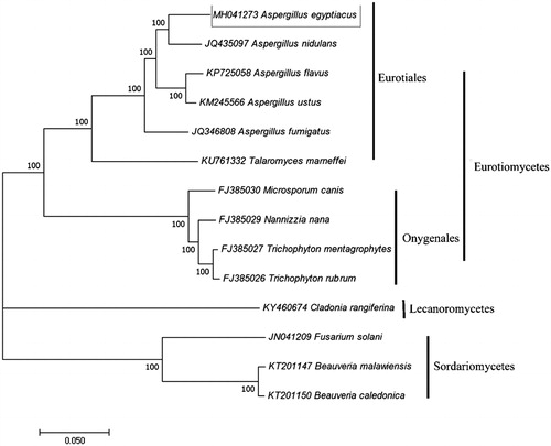 Figure 1. Phylogenetic tree of the relationships among A. egyptiacus and its related orders based on all PCGs. Branch lengths and topologies came from the maximum likelihood method (ML) analyses with 1000 bootstrap replication.