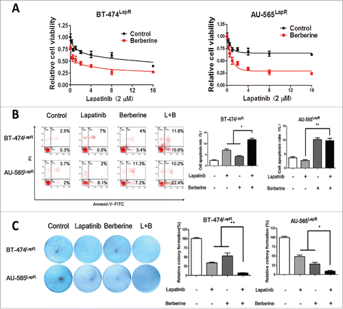 Figure 2. Berberine synthesized with lapatinib reversed lapatinib resistance in both BT-474LapR cells and AU-565LapR cells. The cells were treated with lapatinib alone, berberine alone and a combination of lapatinib and berberine. (A) An MTT assay was used to demonstrate sensitization of berberine to lapatinib in BT474LapR cells and AU-565LapR cells. The cells were treated various concentrations of berberine (0-16 μM) synthesized with lapatinib (2 μM). (B) Flow cytometry was used to demonstrate sensitization of berberine to lapatinib. The cells were treated with lapatinib (2 μM), berberine (2 μM) and both (L+B), and the control group was untreated. The right figure shows the relative apoptosis rate of cells. *p < 0.05, **p < 0.01. (C) Colony formation was used to prove that berberine could sensitize lapatinib-resistant cells to lapatinib. The cells were treated with lapatinib (2 μM), berberine (2 μM) and a combination of both (L+B), and the control group was untreated. The right figure shows the relative colony formation rate of cells. *p < 0.05, **p < 0.01.