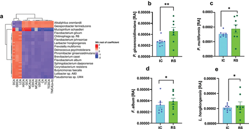 Figure 6. Association between bacterial relative abundance and gut luminal bile acids. A) bacterial species correlated with gut luminal bile acid abundances. Red indicates a positive correlation, and blue indicates a negative correlation. *q < .2, **q < .05, ***q < .001. b) phnomibacter ginsenosidimutans, c) prevotella multiformis, d) flavobacterium album, and e) laribacter hongkongensis relative abundances after 2 months of IC or RS feeding. *q < .05 **q < .01. Data presented as mean ± SEM, n = 8 per group.