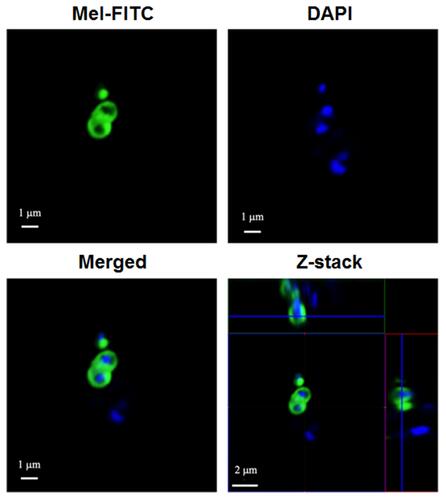Figure 4 Localization of FITC-labeled Mel on VISA-87. Approximately 107 CFU of VISA-87 were incubated with FITC-labeled Mel at 1× MIC (green) for 30 minutes. The bacteria were washed and stained with DAPI (blue). Images were taken using a CLSM.