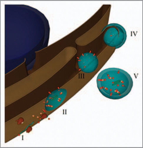 Figure 2 Model for the formation of virus-induced vesicles. The blue sphere represents the nucleus, while the brown structure the ER. Partially transparent virus-induced vesicles are in light blue. Green ribbons and red spheres and rods depict viral RN As and proteins, respectively. Host proteins are the orange cubes, and the brown and yellow structures are ribosomes.