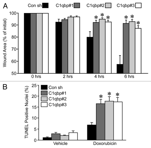 Figure 5 Knockdown of C1qbp reduces migration and resistance to doxorubicin in MDA-MB-231 breast cancer cells. (A) Wound-healing assay in MDA-MB-231 cells stably transfected with either a control shRNA (Con) or one of 3 different C1qbp-specific shRNAs. (B) TUNEL staining in the different MDA-MB-231 shRNA cell lines at baseline and following exposure to 2 µM doxorubicin for 24 h. The results shown are representative of 3 and 4 independent experiments performed in duplicate. Error bars indicate SEM and *p < 0.05 vs. Con shRNA.