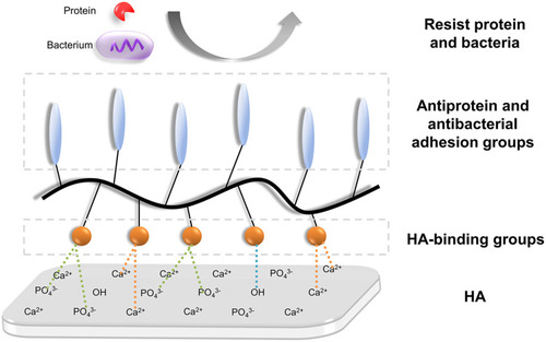 Figure 2 Common mechanism schema of coatings with antiprotein and antibacterial adhesion capabilities through chemical modification. This type of coatings contains HA-binding groups (orange balls) and antiprotein and antibacterial adhesion groups (blue ovals). HA-binding groups bind with Ca2+ or PO43- from HA, while antiprotein and antibacterial adhesion groups as brushes resist protein and bacteria.