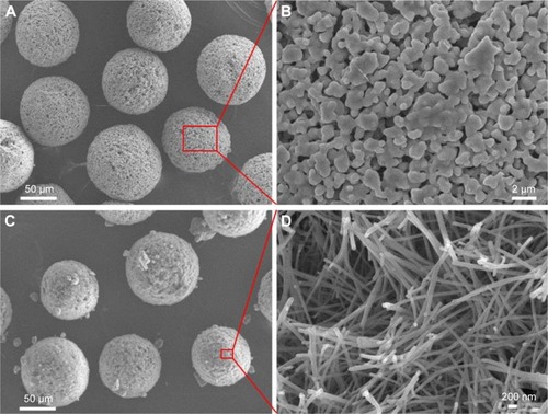 Figure 1 SEM morphologies of the HAp microspheres (A, B) and the nHAp microspheres obtained via hydrothermal treatment of the CS microspheres in Na3PO4 aqueous solution at 180°C for 24 h (C, D).Abbreviations: CS, calcium silicate; HAp, hydroxyapatite; nHAp, nanostructured Hap; SEM, scanning electron microscopy.