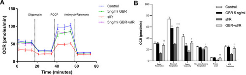 Figure 4 Effect of GBR on mitochondrial respiration against sI/R induction. (A) Time period for measurement of oxygen consumption rate (OCR) was shown using Seahorse XFp analyzer, followed by the serial injection of oligomycin (5 μM), FCCP (2 μM) and rotenone (0.5 μM) plus antimycin (0.5 μM). (B) Representative mitochondrial respiration parameters, including basal respiration, maximal respiration, spare capacity, non-mitochondrial respiration, proton leak, and ATP production were evaluated. All values were analyzed by one-way ANOVA with Tukey’s multiple comparison test. The values are expressed as the mean ± SEM of three independent experiments. †P < 0.05, ††P < 0.01, †††P< 0.001 significant different from sI/R.