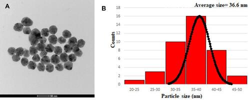 Figure 4 (A) TEM image of BNPs and (B) Histogram showing particle size distribution of BNPs.