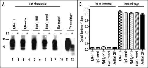 Figure 3 PrPSc accumulation in the brain of treated animals. (A) PrPSc was enriched from brain homogenates by precipitation with g5p and digested or not with PK (-/+ lanes). PrPSc was evaluated at the end of the treatement (lanes 1–10) or at the terminal stage of disease (lanes 11 and 12). (B) PrPSc was purified from brains of animals at the end of treatments (left set of bars), or at terminal stage (right set of bars) by the purification technique described in the methods, and then detected by sandwich ELISA.