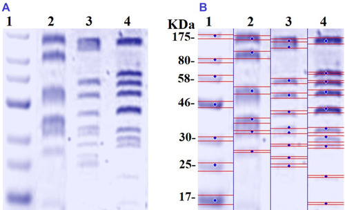 Figure 10 SDS-PAGE of cellular proteins of E. coli (104 CFU/mL) before and after treatment with N-SNPs and AgNO3 for 24 h (A), and computerized analysis of protein band intensities (B). Marker (1), untreated E. coli (2), E. coli exposed to AgNO3 (3), E. coli exposed to N-SNPs (4).
