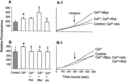 Figure 2. H2O2 generation assessed with the Amplex Red probe/HRP in mitochondria energized with glutamate/malate (A) or succinate (B). Mitochondria were incubated in the standard medium described in Fig. 1, in the presence of 5 mM glutamate/malate (A) or 5 mM succinate (B) as described in Materials and methods; 100 µM EGTA (control) or 100 µM calcium (Ca2+) were added at the initial time (0 seconds). The inhibitors rotenone (Rot, 2 µM), antimycin A (AA, 1 µM), or myxothiazol (Myx, 2 µM) were added after 300 seconds. Bars (A, B) are average ± SEM of the relative fluorescence at 600 seconds from the traces represented in A-1 and B-1. *P < 0.05, succinate vs. glutamate/malate; #P < 0.05 vs. Control; ‡P < 0.05 vs. Ca2+.