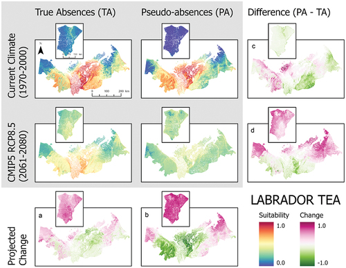 Figure 4. Ensemble habitat suitability maps (gray box) for marsh Labrador tea (Ledum decumbens) projected under current and future climate conditions using true absence and pseudo-absence models. Banks Island is inset over the mainland portion of the study area for enhanced visualization. Plots (A)–(D) correspond to differences between climate projections and data types along the columns and rows.