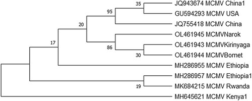 Figure 7. Phylogenetic tree reconstructed based on coat protein genes of isolates determined in these study (OL461945, OL461943, OL461944) and those retrieved from the GenBank: The evolutionary history was inferred using the Maximum Likelihood method based on the Jukes-Cantor model at 1000 bootstraps. GenBank accession numbers and country of origin are indicated.