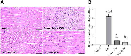 Figure 3 (A) Histopathological of the rats’ cardiac tissues stained with Hematoxylin-Eosin after treatment of doxorubicin or doxorubicin with Moringa oleifera leaves extracts; (B) Score of cardiac tissues’ abnormalities using modified Gibson-Corley’s criteria. The levels of myocarditis were classified as 0 (none, very little), +1 (mild), +2 (moderate), or +3 (severe). Bar = 50 μm. The normal group showed normal histological features, such as normal cardiac muscle fiber arrangement and no inflammatory cell infiltration. The doxorubicin group showed acute cardiotoxicity characterized by myocarditis. Reduced cardiac muscle cell size, foci of necrotizing myocarditis characterized by inflammatory cell infiltration, myocardial necrosis, and bleeding between myocardial fibers were observed. Both treatment groups (MO-200 and MO-400) showed nearly normal structure, little inflammatory cell infiltration, and no bleeding between myocardial fibers.