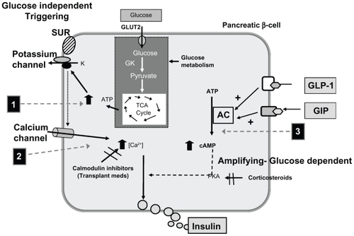 Figure 5 Glucose-stimulated secretion of insulin and potential mechanisms of interference by selected medications. Also, the potential mechanism by which GLP-1 may overcome these hyperglycemic effects. Adapted with permission from Van Raalte DH, Ouwens DM, Diamant M. Novel insights into glucocorticoid-meidated diabetogenic effects: towards expansion of therapeutic options? Eur J Clin Invest. 2009;39(2):81–93.Citation50 Copyright © 2009 John Wiley and Sons.Abbreviations: AC, adenyl cyclase; ATP, adenosine triphosphate; cAMP, cyclic adenosine monophosphate; GIP, glucose-dependent insulinotropic polypeptide; GK, glucokinase; GLP-1, glucagon-like peptide-1; GLUT2, glucose transporter 2; PKA, protein kinase A; SUR, sulfonylurea receptor; TCA, tricaroboxylic acid (Kreb’s cycle).