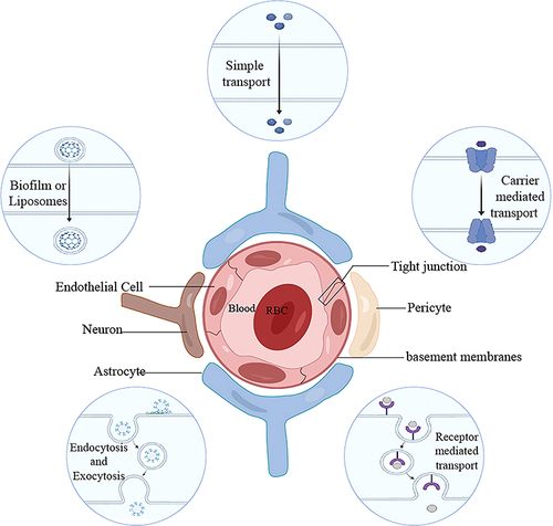 Figure 1 Composition of neurovascular structural units and the different mechanisms by which molecules cross the BBB. Created with Biorender.com.