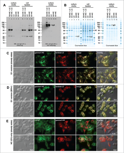 Figure 7. IgG1 version of mAb-3 does not induce crystalline inclusion bodies. (A) Cell culture media were harvested on day-7 post transfection and were subjected to SDS-PAGE under reducing conditions (lanes 1–5) or non-reducing conditions (lanes 11–15). Cell lysates were analyzed under reducing conditions (lanes 6–10). Western blotting was performed using anti-human IgG (H+L) polysera. Constructs used are shown at the top of corresponding lanes. Expected band for HC, LC, or the whole IgG is marked by arrowhead and labeled. (B) The same set of samples analyzed in panel A were stained by Coomassie blue dye. (C, D) Fluorescent micrographs of HEK293 cells expressing the IgG1 version of mAb-3. On day-2 post transfection, HEK293 cells were resuspended in fresh cell culture media with or without 15 μg/ml BFA, then seeded onto poly-lysine coated glass coverslips and statically cultured for 24 hr. On day-3, cells were fixed, permeabilized, and immuno-stained. Co-staining was performed by using FITC-conjugated anti-gamma chain and Texas Red-conjugated anti-lambda chain polyclonal antibodies. Green and red image fields were superimposed to create ‘merge’ views. DIC and ‘merge’ were superimposed to generate ‘overlay’ views. (E) Fluorescent micrographs of HEK293 cells transfected with the γ1 version of mAb-3 HC construct alone. On day-3, cells were fixed, permeabilized, and co-stained with anti-CD147 and anti-gamma chain. Green and red image fields were superimposed to create ‘merge’ views. DIC and ‘red’ were superimposed to generate ‘overlay’ views.