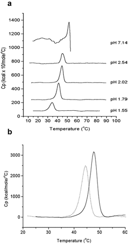Figure 4. Differential scanning calorimetry (DSC) analysis of formalin-inactivated poliovirus (IPV) antigens. (a) DSC thermograms of IPV1 at neutral and acidic pH values. (b) DSC thermograms of IPV1 (dotted lines) and IPV 2 (solid lines) at pH 2 (to mimic gastric pH conditions). Figure reprinted from Krell et al., 2005Citation44 with permission from Wiley.