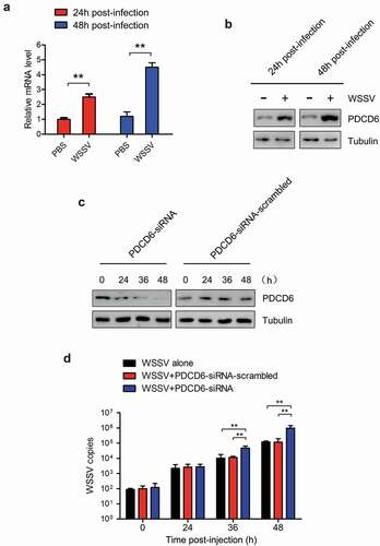 Figure 2. Effects of PDCD6 on virus infection in mud crab (a) Transcription levels of PDCD6 in WSSV-infected mud crabs. β-actin was used as an internal control. (b) Western blot analysis of PDCD6 expression in the hemocytes of WSSV challenged crabs. Tubulin was used as an internal control. (c) The efficiency of PDCD6 knockdown. At 24 h and 48 h post-PDCD6-siRNA treatment, the PDCD6 protein of hemocytes was detected by western blot. (d) The influence of PDCD6 silencing on WSSV infection in mud crab. WSSV and PDCD6-siRNA were co-injected into mud crab, followed by the detection of WSSV copy numbers. The values referred to the means ± standard deviation of triplicate assays (**, p < 0.01).