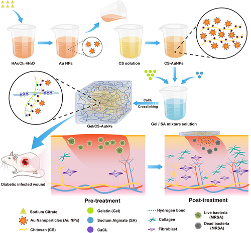 Figure 1 Schematic representation shows the synthesis of Gel/CS-AuNPs and experimental strategy for assessing their efficacy in healing the infected diabetic wounds in the rat model.