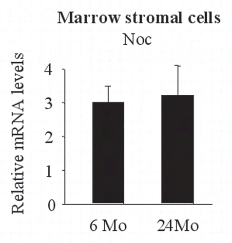Figure 7 Noc expression was unchanged during the process of aging in the bone marrow stromal cells. Bone marrow stromal cells were collected from adult (6 months old) and old (24 months old) mice and expanded. Noc expression was measured by real-time PCR.