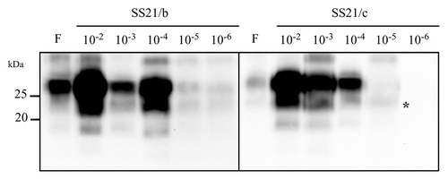 Figure 5. Amplification rates. Western blot of PrPres after a single PMCA round of 10-fold dilutions of SS21/b and SS21/c. The band identified by an asterisk in the fifth lane of sample SS21/c represents non fully digested PrPC, often observed in post-PMCA products with low levels of PrPres. PrPres was detected with antibody SAF84.