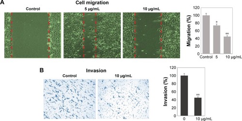 Figure 8 Effect of silver nanoparticles (AgNPs) synthesized from Coptis chinensis (CC) on lung alveolar carcinoma (A549) cell-line migration and invasion.Notes: (A) Migration fold represented in graph bars; (B) A549 cells were incubated with 10 µg/mL CC-AgNPs, and invasion fold is represented in graph bars. * and ** represents statistical significance between control vs other groups at P<0.05 and P<0.01 respectively, using Dunnett’s test.
