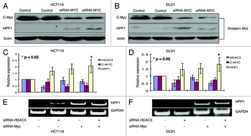 Figure 4.HPP1 is re-expressed in HCT116 and DLD-1 following knockdown of HDAC3 and/or c-Myc. With c-Myc knockdown, a significantly higher expression of HPP1 by Western Blot in both HCT116 (A) and DLD-1 (B) was observed as compared with controls. There is a slight additive effect on HPP1 re-expression by concomitant knockdown of HDAC3 and c-Myc as demonstrated by quantitative real-time (C and D) and conventional RT-PCR (E and F) in both cell lines.