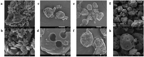 Figure 2. Morphological characterization of the samples by SEM image. Free HK (a, b), the PS (c, d), the PM of HK with PS (e, f) and the HPS (g, h).