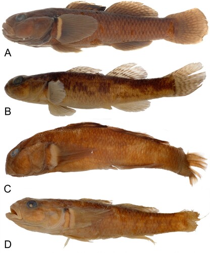 Figure 2. Gobiomorphus basalis A. male, 60.3 mm (NMNZ P.058870). B. female, 54.8 mm. (NMNZ P.056486). Gobiomorphus dinae C. male holotype, 75.5 mm (NMNZ P.061527). D. female allotype 63.2 mm (NMNZ P.061528).