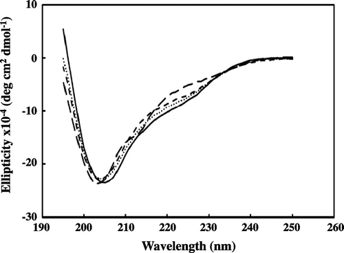 Fig. 3. CD spectra of RolA in the soluble form.Notes: Wild-type RolA (solid line), RolA-L137S mutant (dotted line), RolA-L142S mutant (short-dashed line), and RolA-L137/L142S double mutant (long-dashed line). CD spectra are the averages of 10 scans collected by using a reference solution without the protein.