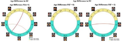 Fig. 7 Estimated age differences in probabilities of structural and functional connection based on the comparison model.