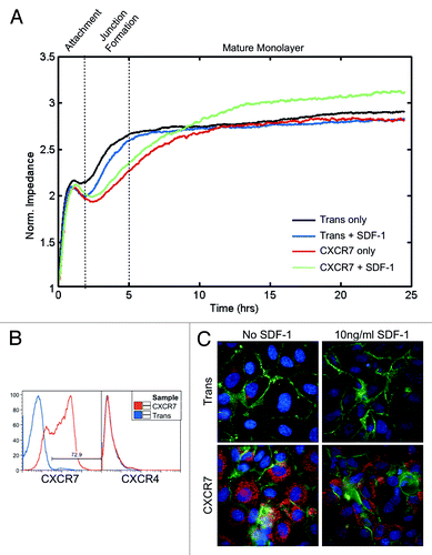 Figure 3. CXCR7+ EC are defective in barrier formation. pLEC were infected with Trans or Trans+CXCR7. (A) At 20 h post-infection cells were trypsinized and replated onto ECIS arrays with or without SDF-1/CXCL12 at 10 ng/ml and allowed to attach for 25 h. Impedance readings at 4000 Hz were taken every 8 s throughout the timecourse. Individual wells were normalized to impedance at t = 0 and duplicate wells were averaged to create the impedance curves. Data are representative of duplicate wells from three independent experiments. (B) At the time of ECIS seeding, a subset of cells was reserved for analysis of CXCR7 and CXCR4 expression by flow cytometry. Necrotic cells were excluded from the analysis via propidium iodide staining and scatter characteristics. (C) Duplicate multi-well plates seeded identically to ECIS arrays were fixed at 25 h post-seeding and stained for CXCR7 (red), PECAM-1 (green), and DAPI and analyzed by deconvolution microscopy.