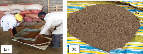 Figure 2. Sieving operation of sun-dried SFC (a) and part of sieved SFC (b).
