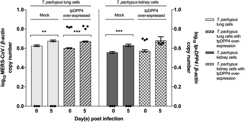 Fig. 6 Infection assay of T. pachypus lung and kidney cells with tpDPP4 overexpression.Cells were infected with MERS-CoV at a multiplicity of infection (MOI) of 1 for 5 days. Determination of MERS-CoV viral load in supernatant (n = 3) by RT-qPCR with normalization to β-actin (represented by bar). Determination of tpDPP4 expression in cell lysates (n = 3) by RT-qPCR with normalization to beta-actin (represented by dot). (*P < 0.05, **P < 0.01, ***P < 0.001)