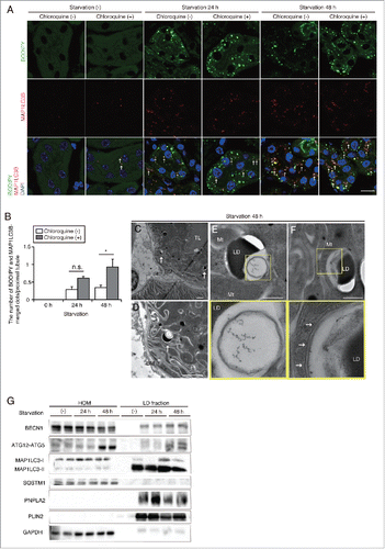 Figure 3. Prolonged starvation induces lipophagy in the kidney proximal tubules. Lipophagy in the PTCs was investigated immunohistochemically, morphometrically and biochemically. (A and B) Colocalization of LDs and autophagosomes was assessed in the proximal tubules of fed and 24- or 48-h starved mice, with or without chloroquine administration 6 h before euthanasia (n = 5 in each group). (A) Kidney sections were stained for MAP1LC3B (red) and BODIPY 493/503 (green), and counterstained with DAPI (blue). Arrows indicate MAP1LC3B dots colocalized with BODIPY 493/503. (B) The number of BODIPY and MAP1LC3B-merged dots per proximal tubule under each condition was counted in at least 10 high-power fields (× 600). Data are provided as mean ± SE. Statistically significant differences (*P < 0.05) are indicated. n.s., not significant. (C to F) Electron microscopy analysis of kidney sections in 48-h starved mice. Arrows indicate double-membrane autophagic vacuoles containing only lipids (C to E) and elongating phagophores along the surface of cytosolic LDs (F) (n = 3 in each group). (E and F) Magnified images are presented in the insets. BM, basement membrane; TL, tubular lumen; Mt, mitochondria; LD, lipid droplet. Bars: 10 μm (A), 5 μm (C and D) and 500 nm (E and F). (G) Immunoblots images using homogenates (HOM) and isolated LDs from the kidneys of fed and 24- or 48-h starved mice (n = 5 to 6 in each group). All images are representative of multiple experiments.