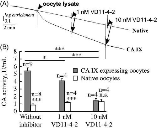 Figure 6. Recordings of the degradation of 18O-labeled CO2 (A) and evaluations of CA IX activity (B) in the absence and presence of 1 and 10 nM VD11-4-2 in lysed oocytes as measured by mass spectrometry. The addition of oocyte lysate made from 20 cells and different concentrations of VD11-4-2 are shown by arrows. *** indicate a significance level of p ≤ 0.001.