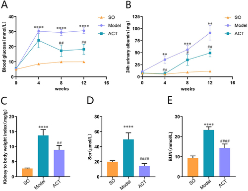 Figure 7 ACT improves physical and biochemical indicators in the rat model of DKD. (A) Blood glucose levels. (B) 24-h-urine protein levels. (C) Kidney to body weight index. (D) Scr levels. (E) Blood urea nitrogen levels. Data are expressed as mean ± SD, n = 5. **P<0.01, ***P<0.001 and ****P<0.0001 vs sham-operated (SO) group; #P<0.05, ##P<0.01 and ####P<0.0001 vs model (Model) group.