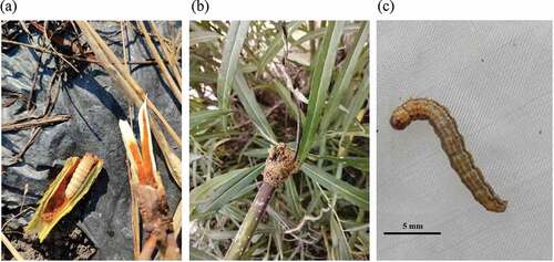 Figure 1. The damage of O. furnacalis to S. viminalis described in this study. (a) Damaged one year old stem of S. viminalis. (b) Tunneling holes by O. furnacalis. (c) Larva of O. furnacalis.