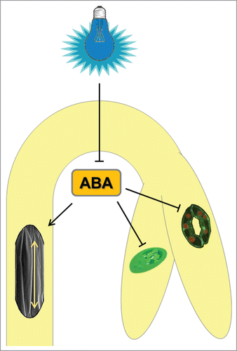 Figure 2. Hypothetical model of ABA action in etiolated growth of tomato seedlings. The abscisic acid content is reduced by BL exposure to promote de-etiolation. When the seedlings are kept in the D, ABA inhibits maturation of chloroplasts and development of stomata, but supports the cell elongation to maintain hypocotyl growth. (The part of the figure was adopted from Wikipedia free illustrations under CC license).