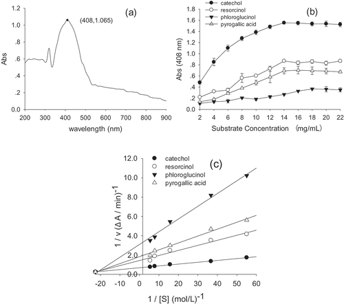 Figure 3. Parameters for measurement of polyphenol oxidase (PPO). (a) Scanning at wavelengths of 300–900 nm; (b) the substrate specificity profile; (c) Lineweaver-Burk plot of yam PPO activity measured with different substrates at various concentrations.Figura 3. Parámetros para la medición de la polifenol oxidasa (PPO). (a) Exploración en longitudes de onda de 300–900 nm; (b) perfil de especificidad del sustrato; (c) Diagrama de Lineweaver-Burk de la actividad de la PPO del ñame de agua medida con diferentes sustratos en diversas concentraciones.