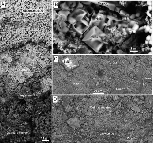 Figure 7. Scanning electron images (backscatter) of salt-encrusted Bannockburn Formation in the wall of an erosional rill (Figure 6A). A, Salt encrustations overlie variably clay-cemented mudstone. B, Close-up view of variably dissolved and recrystallised halite crystals, with a possible bloedite crystal at top. C, D, Interior of mudstone (2 mm below surface) showing variable clay cementation of detrital silicates.