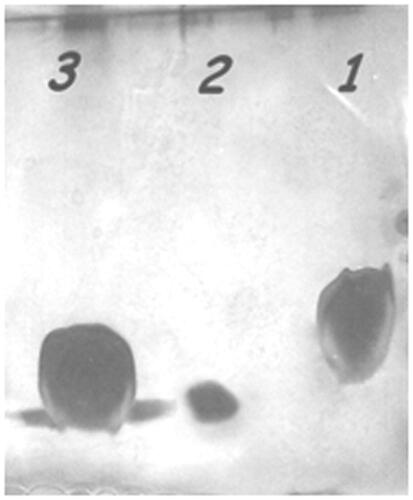 Figure 3. SDS page. Lane 1: Lip + DOPE + MPL. Lane 2: Pure P435 and lane 3: Lip + DOPE + MPL + P435. The peptide concentration of sample was 2 µg/µl.