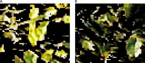 FIGURE 3. Typical examples of digital images (±4000 pixels) cropped from the original images (±300,000 pixels) at the end of the season (DOY 239), showing living leaves (see text for filtering technique). A: From an unheated plot (mean hue 55). B: From a heated plot (mean hue 61)