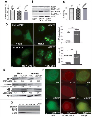 Figure 1. CPTP depletion induces autophagy but not apoptosis. (A) Flow cytometry analyses of HeLa cells stained with ANXA5-APC and 7AAD-PE-Cy5 after transfection for 24 h using control vector (EGFPN1), EGFPN1-CPTP, or shCPTP. Representative raw data are shown in Fig. S1. (B) Western immunoblot analysis for PARP (116 kD), cleaved PARP (89 kD), proCASP3 (32 kD) and cleaved CASP3 (17 kD) at 24 h post transfection, confirming that CPTP expression changes do not induce apoptosis. (C) Cell death/viability at 48 h post transfection analyzed using trypan blue dye exclusion assay. (D) Fluorescence microscopy images of HeLa and HEK-293 cells cotransfected with GFP-LC3 plasmid with either scrambled-siCPTP (control) or siCPTP. Adjacent bar graphs show quantification of LC3-II puncta per cell based on analyses of 20 cells per group in 3 independent experiments carried out in triplicate. Values are means ± s.e.m. *P < 0.05, **P < 0.01, ***P < 0.001 Student t test compared to controls. (E) Western immunoblot analyses of HeLa and HEK-293 cells treated as in (D) but showing CPTP depletion along with SQSTM1 and processed LC3 levels. ACTB (loading control) serves as baseline for ratiometric comparisons of band intensities. (F) Fluorescence microscopy images of HEK-293 cells cotransfected with plasmid encoding mCherry-LC3 and either GFP-GLTP, shGLTP and GFP-vector or GFP-GLTPW96A. (G) Immunoblot analysis of HEK-293 cells cotransfected with plasmid encoding GFP-LC3 and either GFP-GLTP, shGLTP and GFP-vector or GFP-GLTPW96A. Bars: 10 µm.