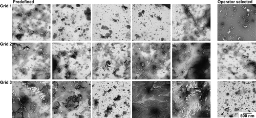 Figure 7. TEM images obtained with protocol D. TEM images obtained after operator image selection and at predefined locations for three grids. Scale is the same for all images, bar represents 500 nm.
