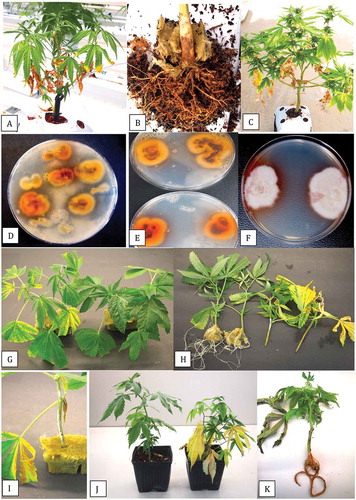 Fig. 2 (Colour online) Symptoms of disease from natural and artificial infection by Fusarium lichenicola on cannabis plants. a, Vegetative plant with lower leaves turning necrotic. b, Crown and root infection of plant shown in (a) from which F. lichenicola was isolated. c, Flowering plant with lower leaves turning yellow and necrotic. d, e, Colonies of F. lichenicola emerging from crown and root segments from diseased plants plated onto PDA and incubated for 10 days. f, Pure cultures of F. lichenicola on PDA showing brownish-tan colour change in the agar medium at the colony edge. g, Symptoms of yellowing on cuttings inoculated with F. lichenicola (left) compared to the non-inoculated control (right). h, Inhibition of root development on cuttings inoculated with F. lichenicola (right) compared to extensive rooting seen in the control (left). Photo was taken 3 weeks after inoculation. i, Mycelial growth on cutting inoculated with F. lichenicola. j, Symptoms of yellowing on rooted plant inoculated with F. lichenicola (right) compared to the non-inoculated control (left). k, Vegetative plant with symptoms of root browning and leaf necrosis resulting from F. lichenicola inoculation