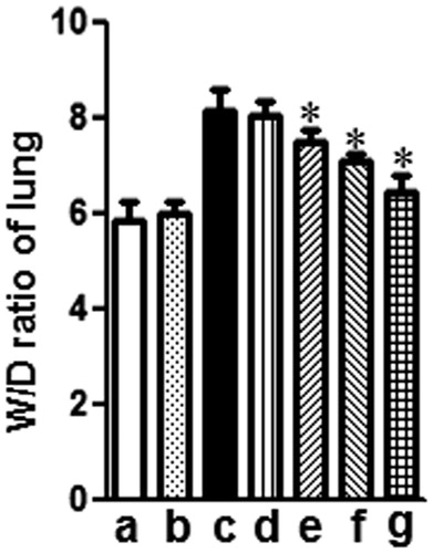 Figure 4. Effects of mogroside V on the lung W/D ratio of LPS-induced ALI mice. Mice were given an oral administration of mogroside V 1 h prior to an i.n. administration of LPS. The lung W/D ratio was determined at 12 h after LPS challenge. The values presented are the means ± SEM (n = 5 in each group) of three independent in vivo experiments. *p < 0.05 versus LPS group.