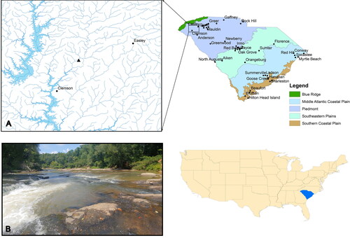 Figure 1. A) A map showing the study site on Twelvemile Creek in northwestern South Carolina. Layers were collected from ArcGIS. B) An image of the sampling site taken by Bower, LM.
