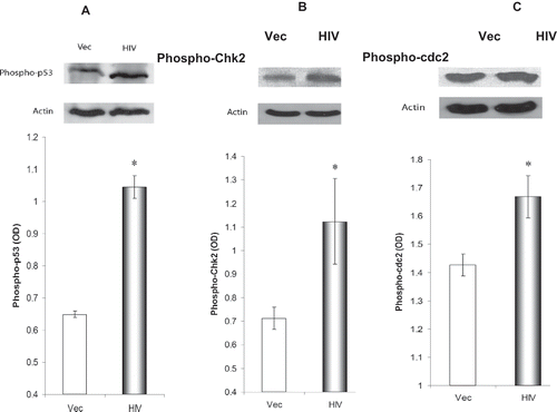 Figure 6. Effect of HIV-1 expression on tubular cell cycle/checkpoint signaling pathways. Equal numbers of HK-2 cells were transduced with either HIV-1 or vector alone, followed by incubation for 72 hours. Subsequently, cells were harvested, proteins were extracted, and Western blots were prepared and probed for phospho-P53 (Ser 15), phospho-cdc-2 (Tyr 15), and phospho-chk-2 (Thr 68). Three sets of experiments were carried out. (A) The upper panel shows a representative gel of tubular cell expression of phospho-P53 (Ser 15) under HIV-1 and vector transduction states. The middle panel shows tubular cell content of actin under similar conditions. The lower panel shows cumulative data on densitometric analysis of the ratio of phospho-P53 and actin. *p < 0.01 compared with vector. (B) The upper panel shows a representative gel of tubular cell expression of phospho-Chk2 (Thr 68) under HIV-1 and vector transduction states. The middle panel shows tubular cell content of actin under similar conditions. The lower panel shows cumulative data on densitometric analysis of the ratio of phospho-Chk2 and actin. *p < 0.05 compared with vector. (C) The upper panel shows a representative gel of tubular cell expression of phospho-cdc-2 (Tyr 15) under HIV-1 and vector transduction states. The middle panel shows tubular cell content of actin under similar conditions. The lower panel shows cumulative data on densitometric analysis of the ratio of phospho-cdc-2 and actin. *p < 0.05 compared with vector.