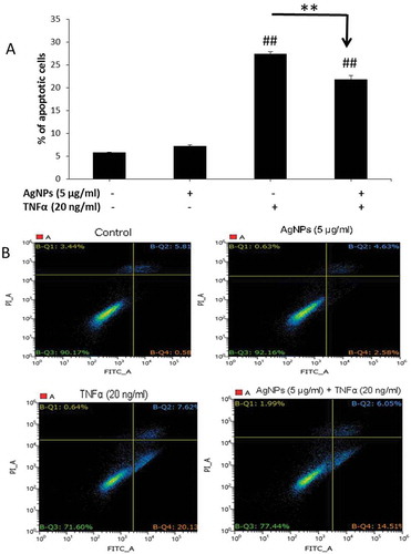 Figure 3. Effect of AgNPs and TNFα on apoptosis in NCI-H292 cells. (A) Percentage of apoptotic cells following 24 h exposure to AgNPs (5 µg/mL) only, TNFα (20 ng/mL) only, or both AgNPs (5 µg/mL) and TNFα (20 ng/mL) together as compared to control cells. Data were obtained by FACS measurements. (B) Representative quadrant diagrams for NCI-H292 cells exposed to AgNPs (5 µg/mL) and/or TNFα (20 ng/mL) for 24 h and stained using an Annexin V-FITC apoptosis detection kit. The samples were analyzed using FACS. The results are shown as mean ± SD, n ≥ 3, for each group; ** and ## means P < 0.01. ## Represents significant difference compared to the control group. ** represents significant difference compared to the marked corresponding group. (+) means with, (−) means without.
